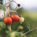 red and green round fruits